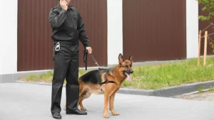 k9 services