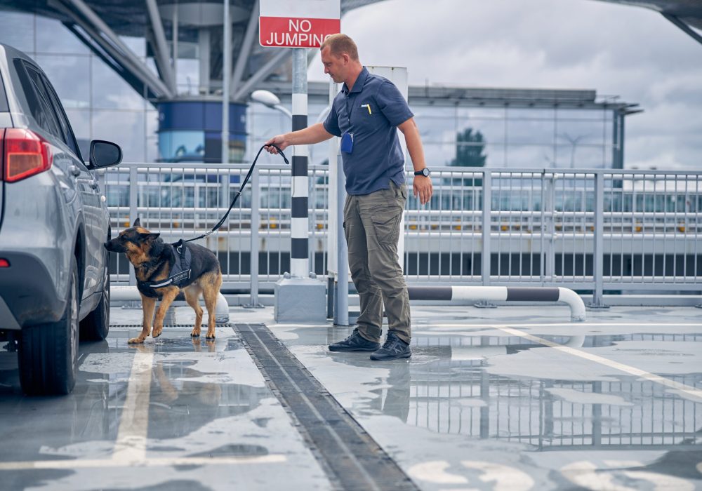 Young male inspector border guard with German Shepherd dog searching for drugs in automobile
