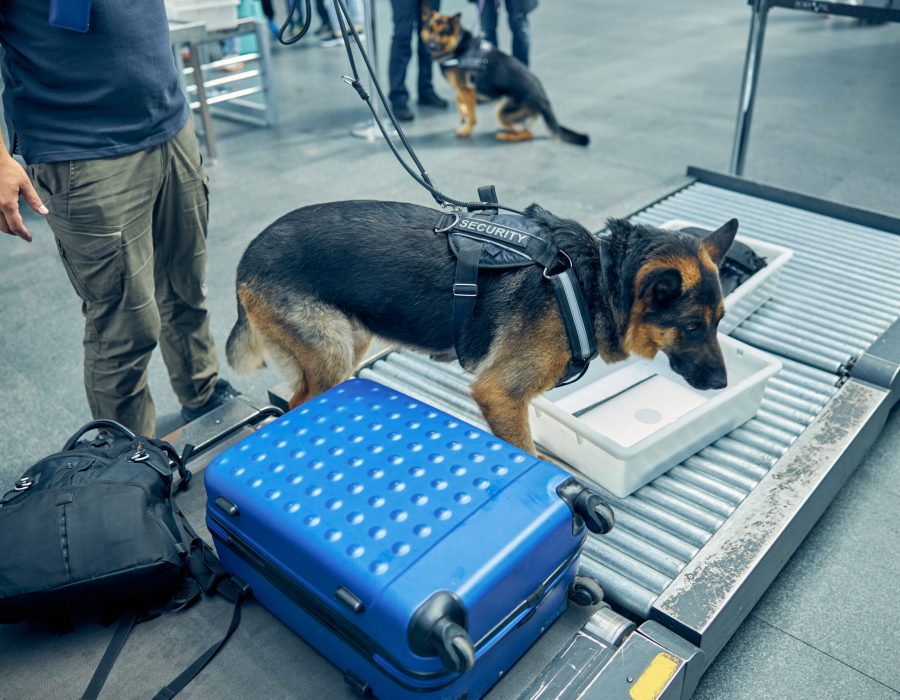 Male officer and German Shepherd dog checking travel bags during procedure of baggage control
